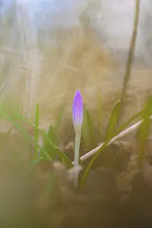 Early Blooming Plants Drucke: Nature photograph of a spring crocus (Crocus vernus) in diffuse light