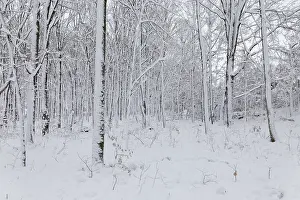 Winter Time Scenery Drucke: Nature, snow covered tree trunks