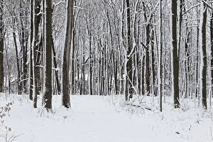 Snowy Landscape Photos Drucke: Nature, snow covered tree trunks