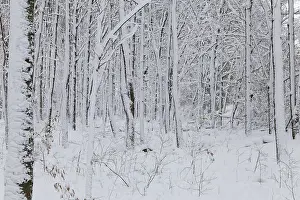Quebec Winter Landscape Drucke: Nature, snow covered tree trunks