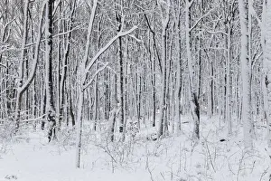 Canadian Winter Scene Drucke: Nature, snow covered tree trunks