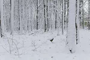 Wintry Nature Scene Drucke: Nature, snow covered tree trunks