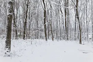 Quebec Winter Landscape Drucke: Nature, snow covered tree trunks