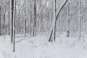 Canadian Winter Scene Drucke: Nature, snow covered tree trunks