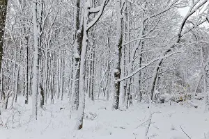 Canadian Winter Scene Drucke: Nature, snow covered tree trunks