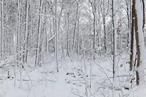 Travel Photography Winter Scene Drucke: Nature, snow covered tree trunks