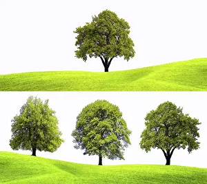 Deciduous Tree Background Drucke: Nature tree background