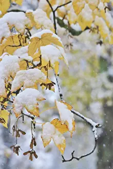 Middle Europe Landscapes Drucke: Nature in winter, Germany