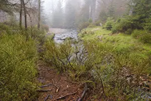 Harz Mountains Scenery Drucke: Nebel am Oderteich, Harz National Park