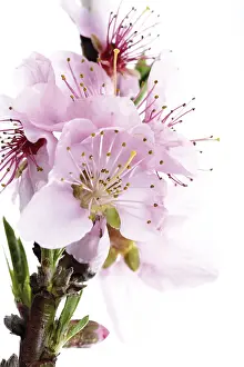 Studio Shot Flowers Drucke: Nectarine blossoms