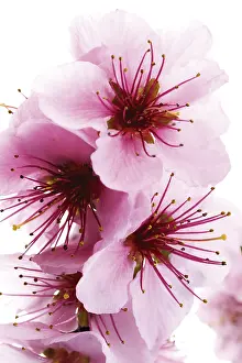 Indoor Plant Photography Drucke: Nectarine blossoms