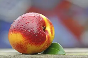Water Droplets On Fruit Drucke: Nectarine with water drops