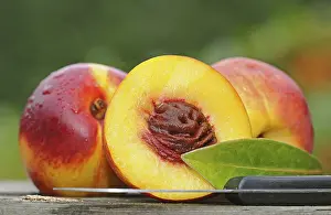 Daytime Food Still Life Drucke: Nectarines with drops of water