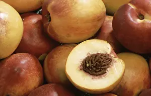 Stone Fruit Varieties Drucke: Nectarines, a mutation of the peach