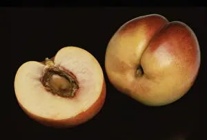 Stone Fruit Varieties Drucke: Nectarines, a mutation of the peach