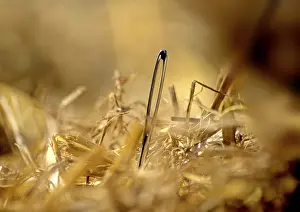 Close Up Macro Photography Drucke: Needle in hay