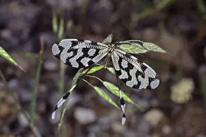 Neuropteran Wildlife Drucke: Nemoptera sinuata, web-winged