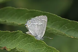 Blue Oaktip Butterfly Drucke: Neozephyrus quercus, Quercusia quercus