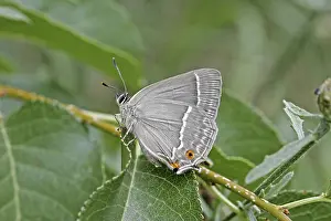 Blue Oaktip Butterfly Drucke: Neozephyrus quercus, Quercusia quercus