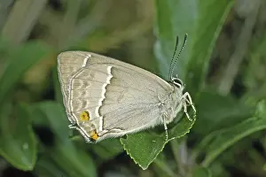 Flying Insect Natural Environment Drucke: Neozephyrus quercus, Quercusia quercus