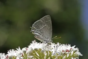 Blue Oaktip Butterfly Drucke: Neozephyrus quercus, Quercusia quercus