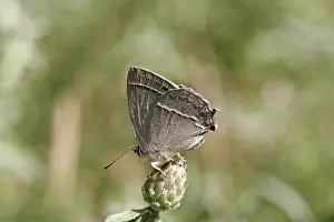 Blue Oaktip Butterfly Drucke: Neozephyrus quercus, Quercusia quercus
