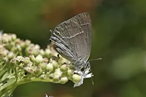Blue Oaktip Butterfly Drucke: Neozephyrus quercus, Quercusia quercus