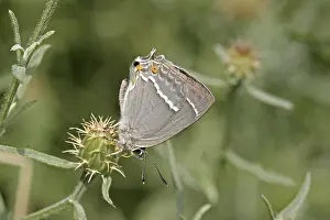 Blue Oaktip Butterfly Drucke: Neozephyrus quercus, Quercusia quercus