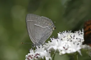 Blue Oaktip Butterfly Drucke: Neozephyrus quercus, Quercusia quercus