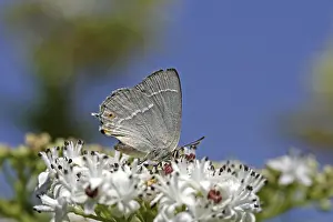 Blue Oaktip Butterfly Drucke: Neozephyrus quercus, Quercusia quercus
