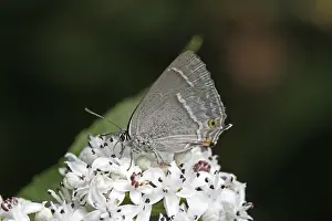 Blue Oaktip Butterfly Drucke: Neozephyrus quercus, Quercusia quercus