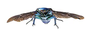 Scarab Beetle Drucke: Neptunides polychrous, isolated on white