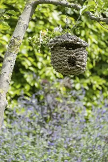 Deciduous Tree Conservation Drucke: Nest bag