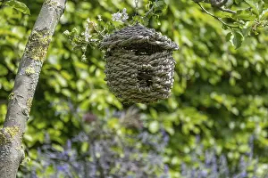 German Springtime Scene Drucke: Nest bag