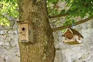 Bird Feeding Station Drucke: Nesting box, bird feeder, tree