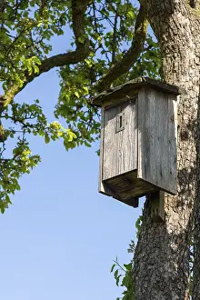 East German Nature Reserve Drucke: Nesting box for insects on a tree at the edge of a field