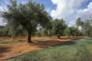 Deciduous Tree Cultivation Drucke: Nets spread out for the olive harvest