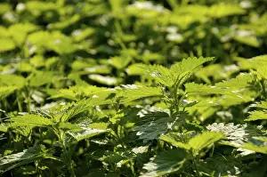 Stinging Nettle Drucke: Nettle, stinging-nettle