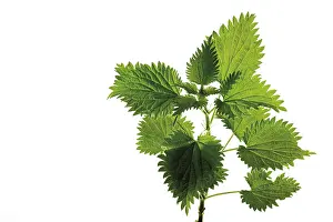 Alternative Medicine Drucke: Nettle (Urtica)