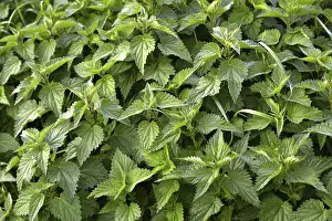 Empty Open Air Landscapes Drucke: Nettles