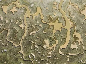 Bird Sanctuary Aerial Photography Drucke: Network of channels and streams at low tide