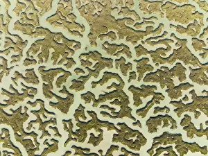 Network Of Channels And Streams Drucke: Network of channels and streams at low tide