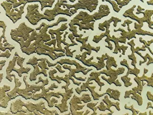 Bird Reserve Aerial Photography Drucke: Network of channels and streams at low tide