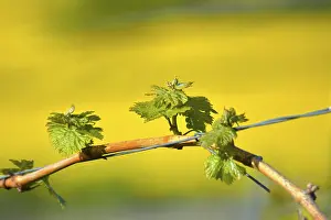 Deserted Vineyard Landscape Drucke: New budding on the vine in spring