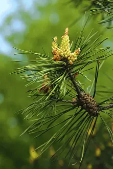 Open Air Forest Photography Drucke: New cones on the pine. Close up nature