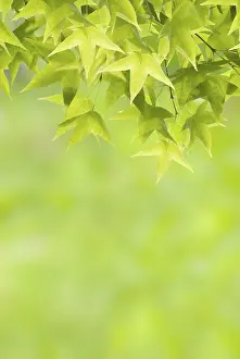 Close Up Maple Tree Drucke: New maple leaves in spring