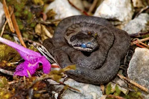 Colubrid Species Images Drucke: Newborn Smooth Snake