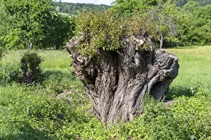 Central Europe Deciduous Trees Drucke: Newly sprouting willow tree that has been sawn off