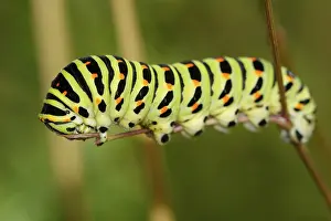 Pterygote Insect Habitat Images Drucke: Nice colored caterpillar on a brown stem