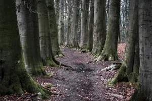 Deserted Footpath Drucke: Nice footpath between large beech trees